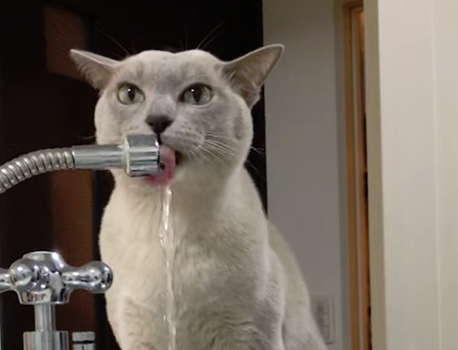 流れる水を再現！飲み方にこだわりのある猫ちゃんの為、給水機を新調する