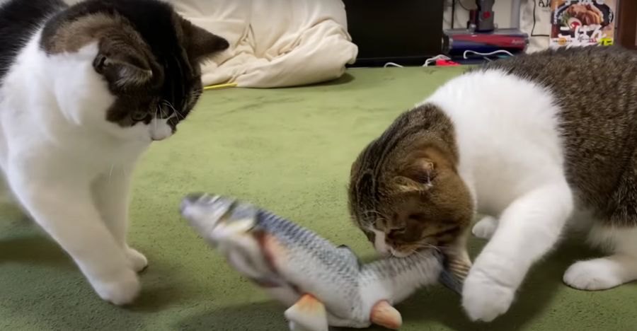 リアルな魚のおもちゃが気に入った猫さんたち！