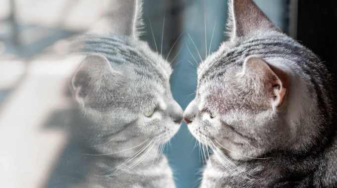 猫が『鏡』を見た時にするリアクション5つ♡映った自分を認識しているの？