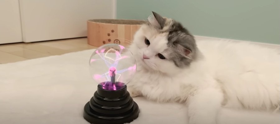 摩訶不思議なプラズマボールに猫ちゃんたちはどんな反応をするのかな？