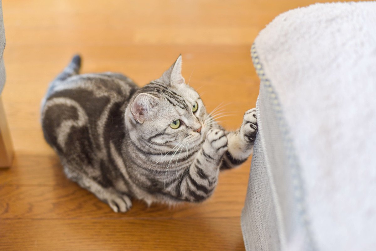 猫が『ソファで爪とぎ』…困ったときの4つの対処法　肘かけや背もたれがボロボロ…どうすれば？	