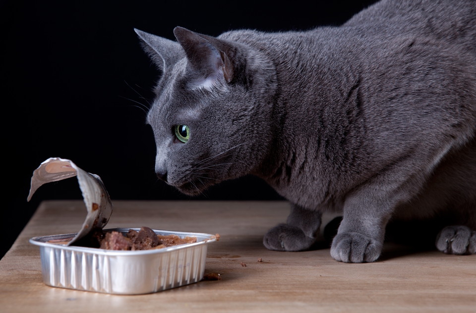猫の食事の与え方と気をつけるべき点