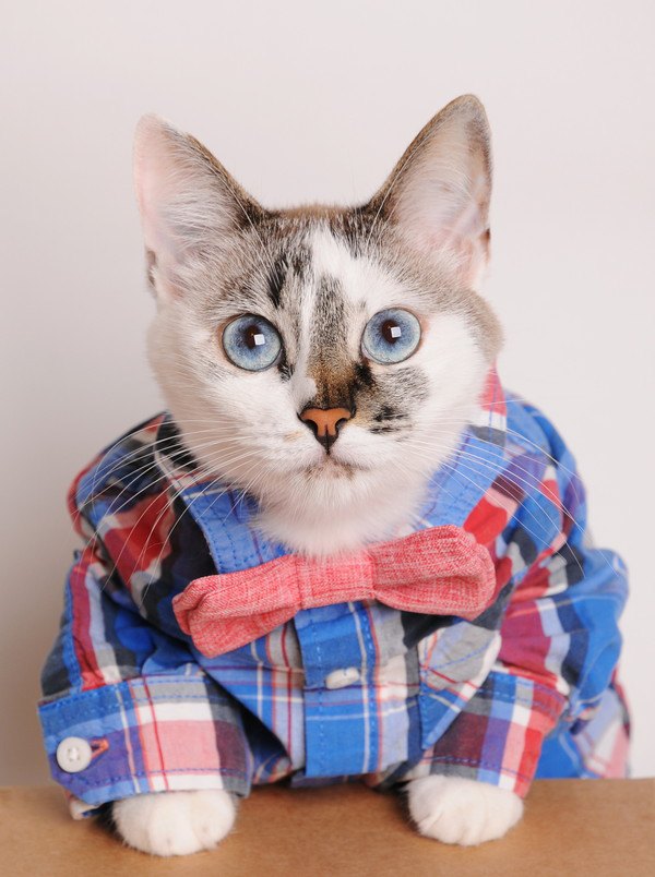 猫柄のメンズシャツおすすめ４選