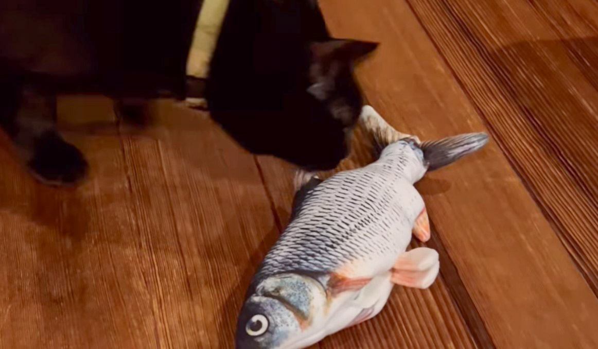 猫に新しく『魚のおもちゃ』を与えた結果…まさかの"連続ジャンプ"に思わず笑ってしまうと話題に「荒ぶってる」「かじっちゃうよねｗ」