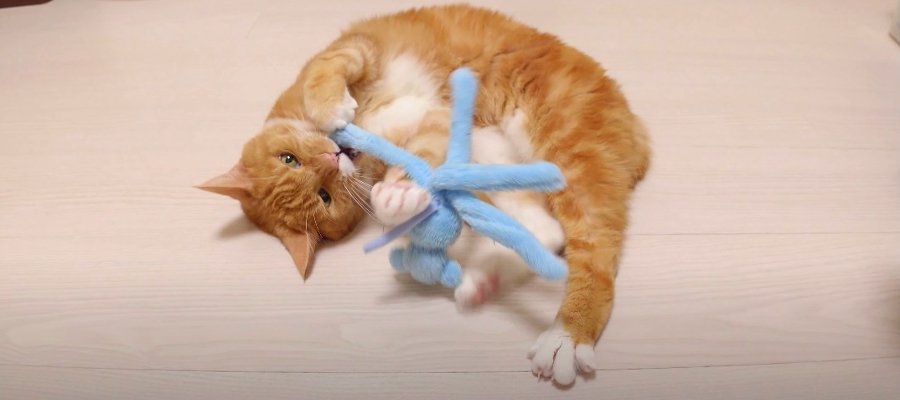 子猫のときに遊んでいたおもちゃが目の前に…　猫さんはどんなリアクションをするかな？