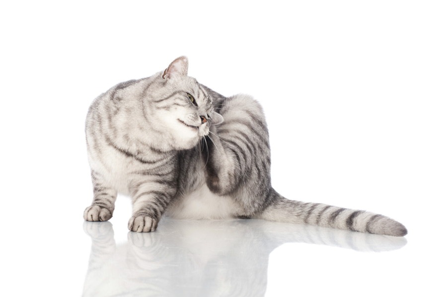 猫が耳をかゆがる時の病気と予防法