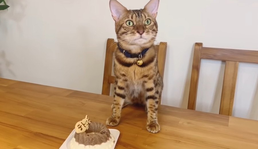 みんなで食べたい♪お誕生日ケーキを分けてあげる優しい猫さん！