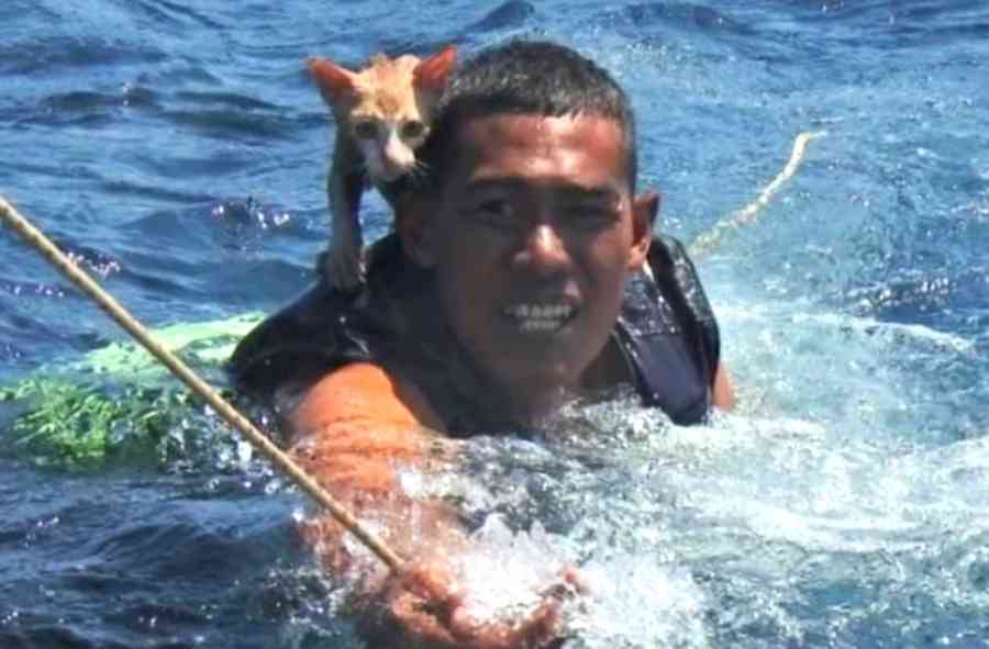 沈む漁船に残された４匹の猫…タイ海軍の救出劇に世界が感動！