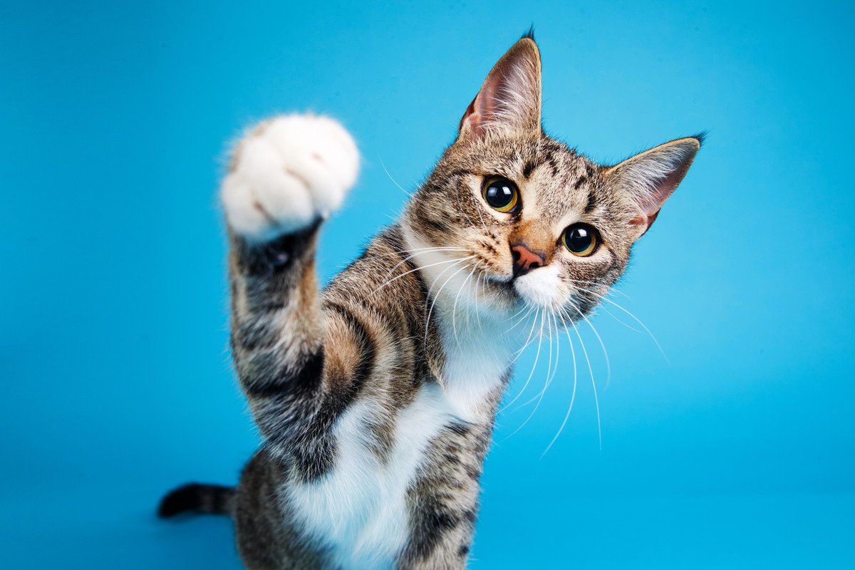 猫が前足で『パシッ！』と叩くのはなぜ？4つの意味