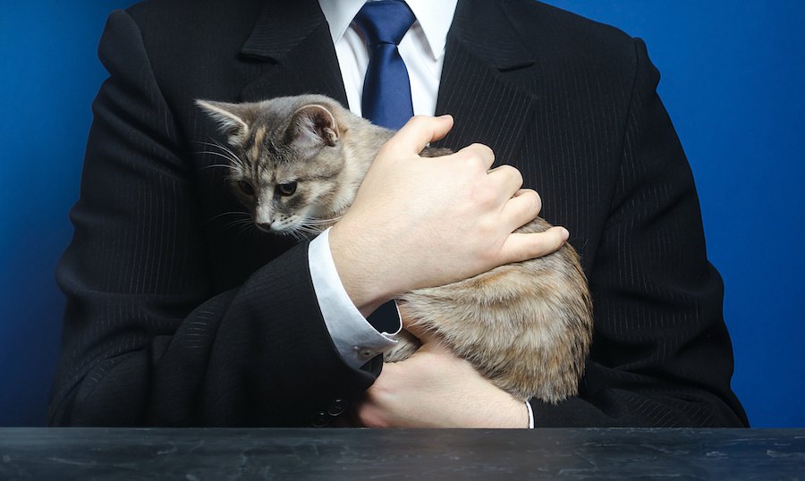 猫のいる会社で働きたい！一緒に働く方法をご紹介