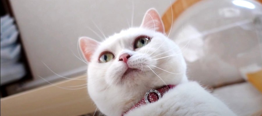 モテモテの白猫さん！可愛すぎる魅力がたくさん♡