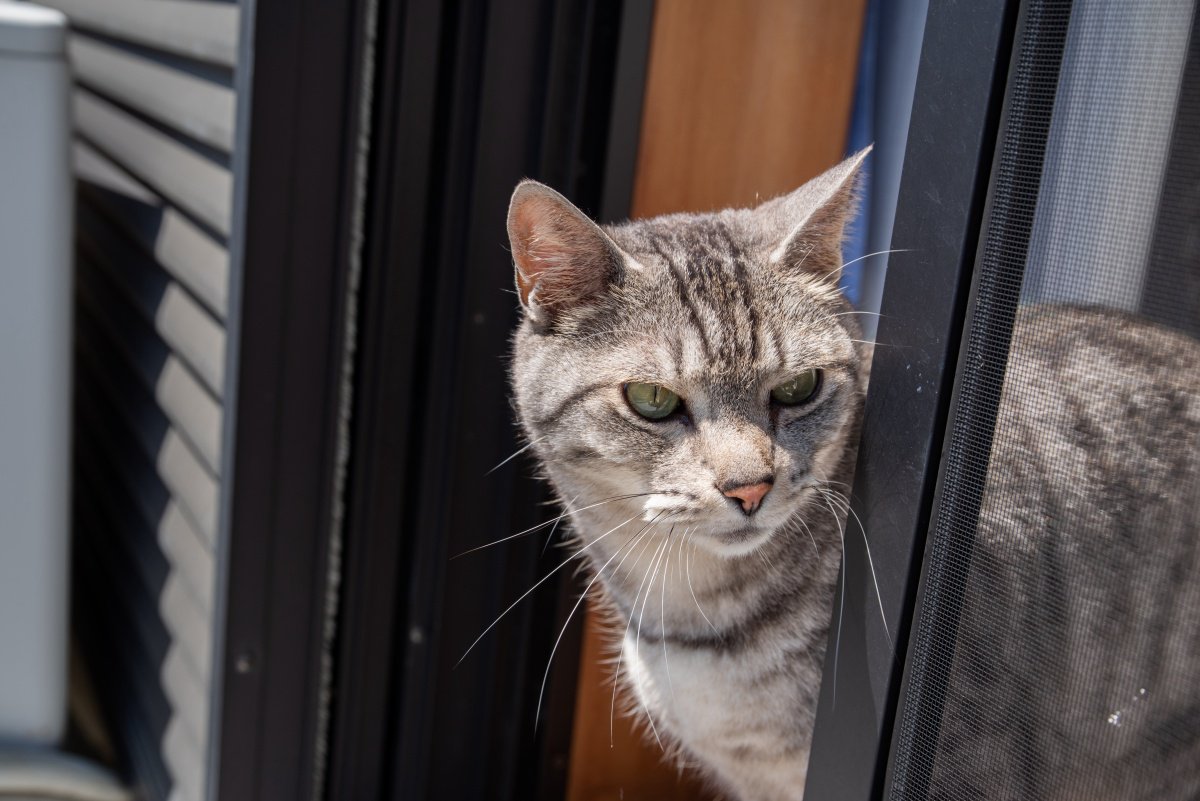 猫が『うっかり』やってしまう5つの行動　飼い主が事前にできる予防策とは？