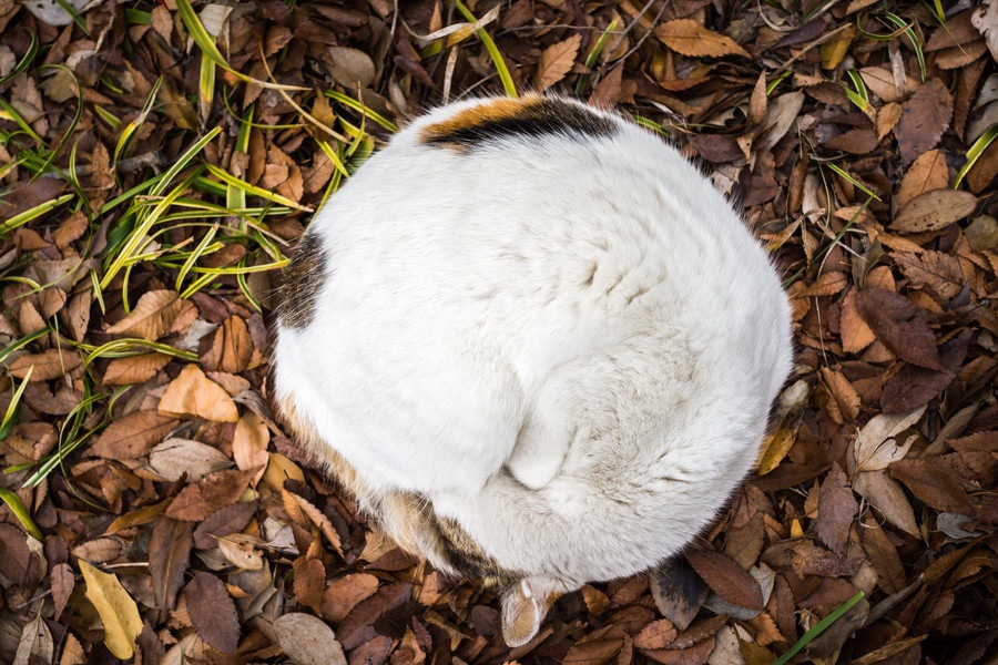 猫が丸まるのはなぜ？ 仕草の理由、体の仕組みはどうなってる？