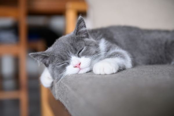 猫の1日の睡眠時間は何時間？たくさん寝る理由を紹介！
