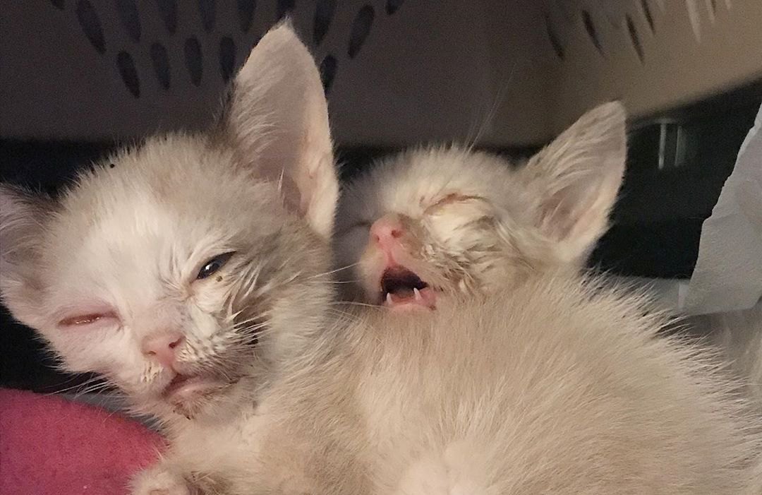 酷い状態でレスキューされた2匹の子猫。悲しい現実と希望の光
