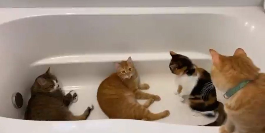 満員御礼！浴室暖房の虜になった猫達が集うパラダイスバスが話題！