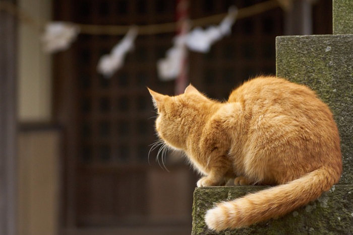 猫神社で猫が祀られている理由と東京都内での場所3選