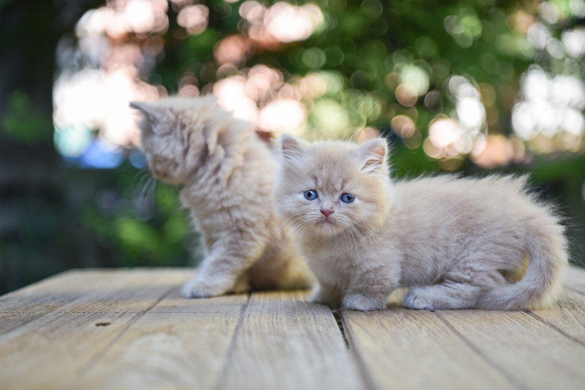 『大きくならない猫種』5選！小柄な猫の特徴・魅力・飼い方の注意点を紹介