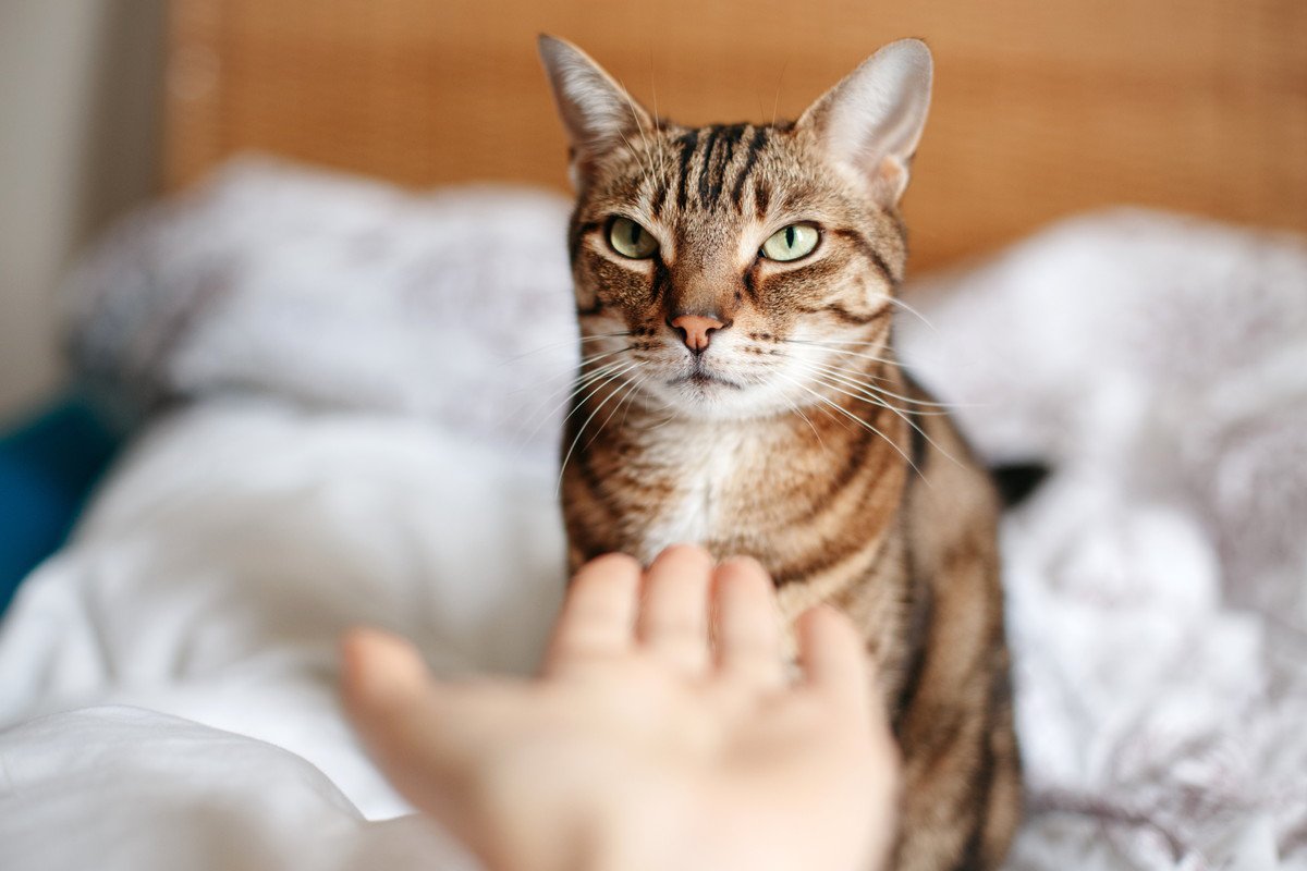 猫の『お世話を依頼』する時の注意点4つ　どんな人に依頼するのがベストなの？