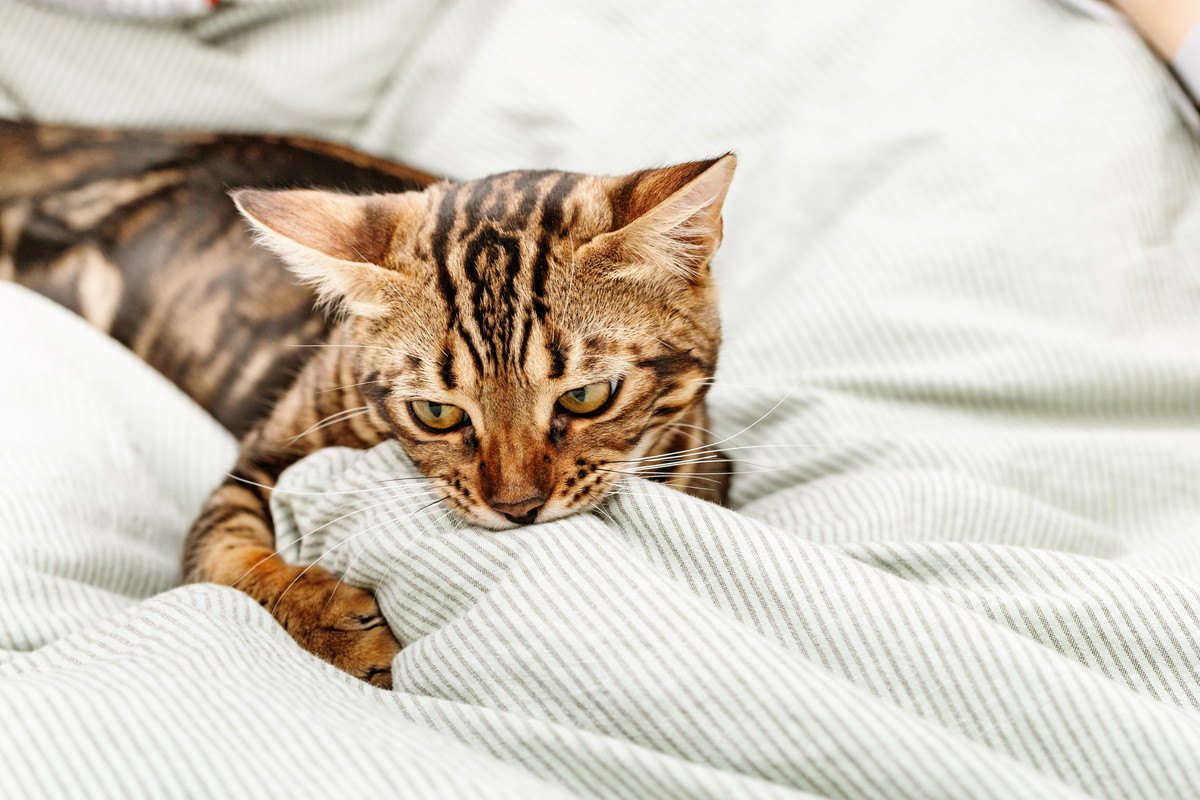 猫が『布を吸う』のはなぜ？4つの理由とやめてもらう方法
