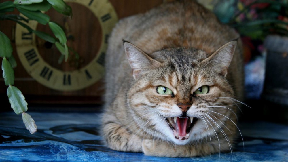 猫が威嚇する！シャーと鳴く原因や対処法を紹介