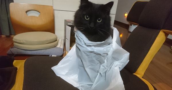 猫が『ビニール袋』を好む4つの理由