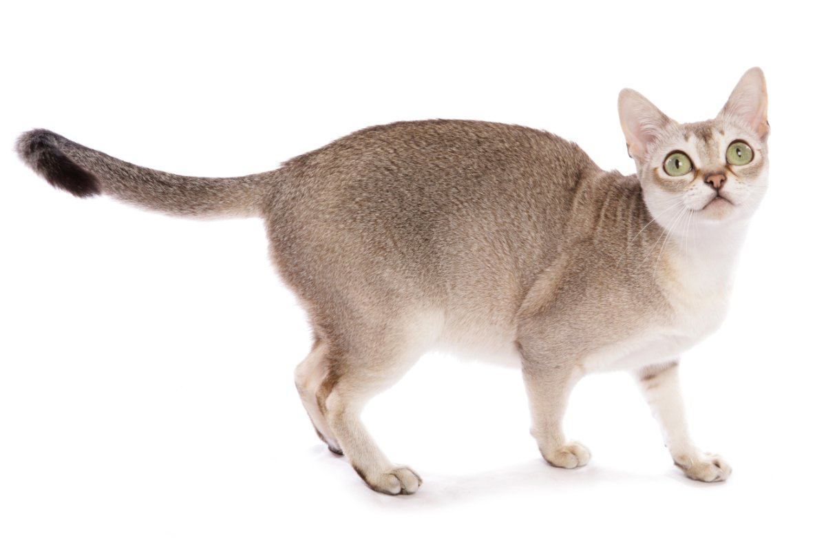 猫の『ティッキング』って何？被毛の特徴や魅力を解説　どんな猫種に多く見られる？