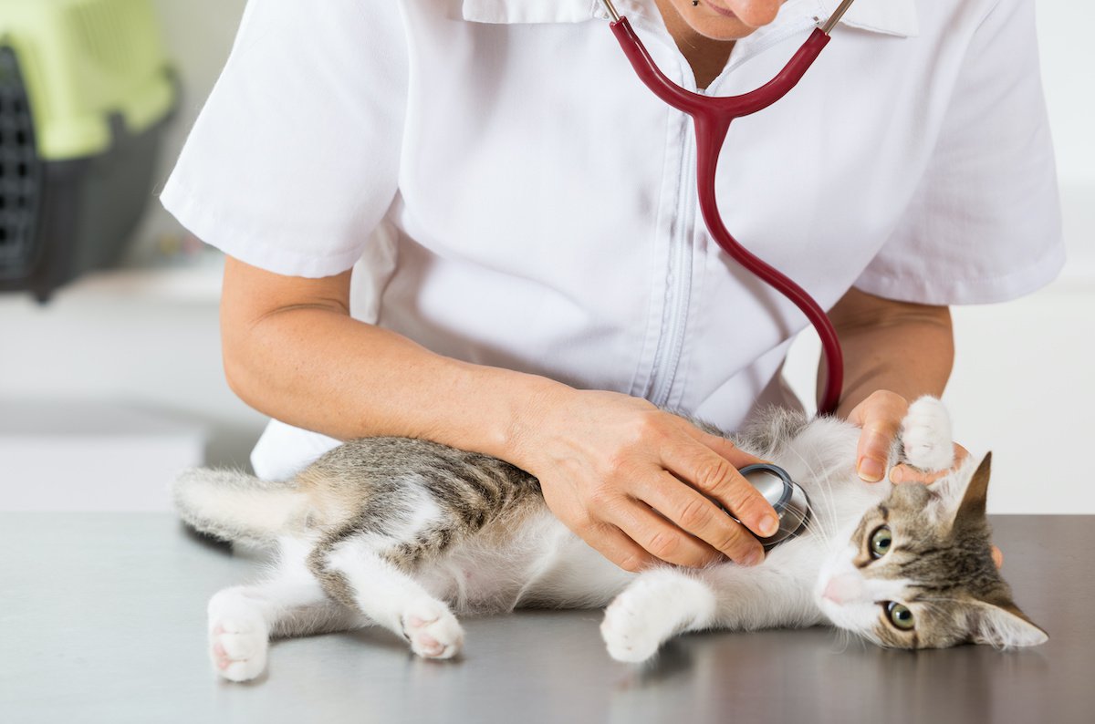 人間にも感染する猫の『クリプトコッカス症』とは？その原因や症状・診断・治療法