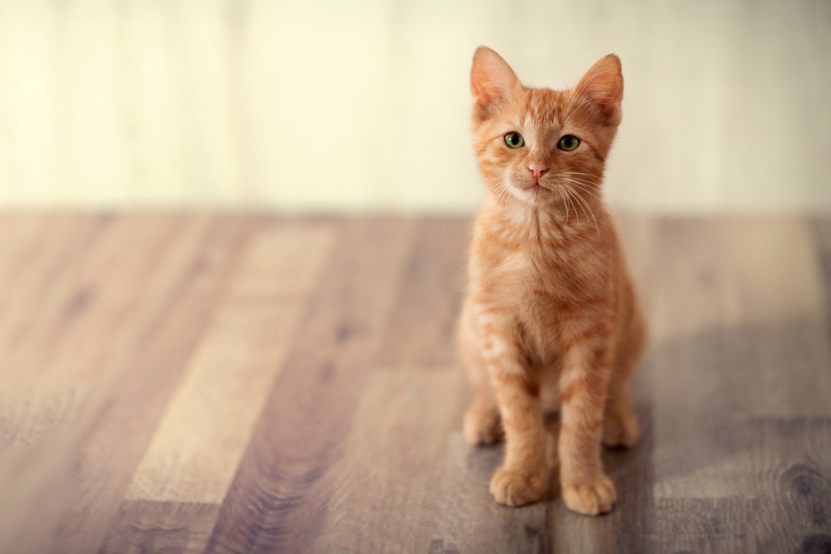 ションボリ…猫が『悲しい』と思っているときに見せるサイン3つ　猫を悲しくさせる要因も解説