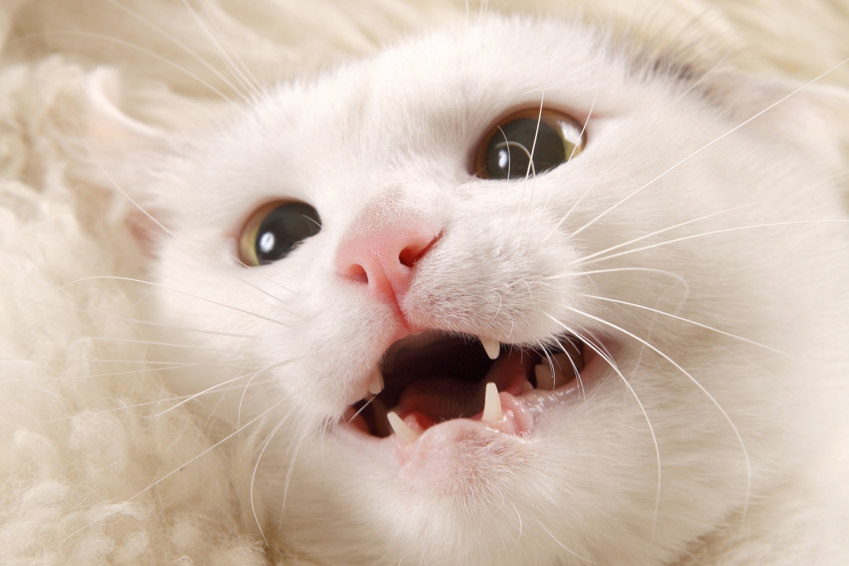 猫が虫歯にならない理由と虫歯より恐ろしい口内の病気