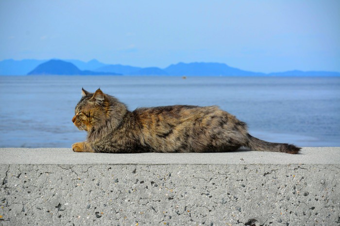 猫の聖地、愛媛県の猫島に行こう！