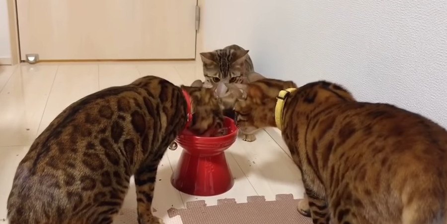 ごはんだー！猫さんたちの食事風景！