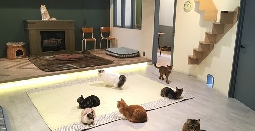 名古屋大須の猫カフェ情報！ほっこり癒しの空間で可愛いにゃんこと遊ぼう♪