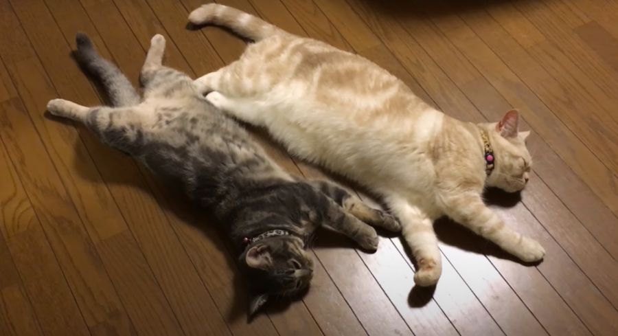 びよーん。暑くて床で伸びちゃう猫ちゃんたち♡