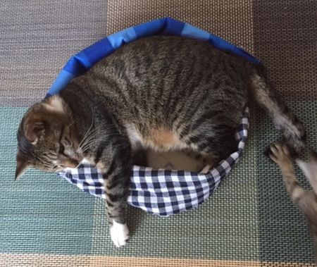 ひんやり気持ちい♡保冷剤入りの猫ベッドを手作りする方法