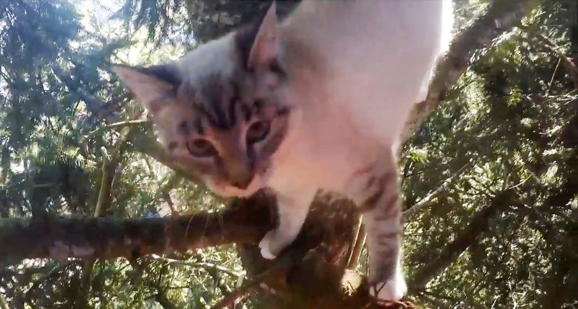 高木の上で2日間立ち往生…カラスに襲われている猫を助けて！
