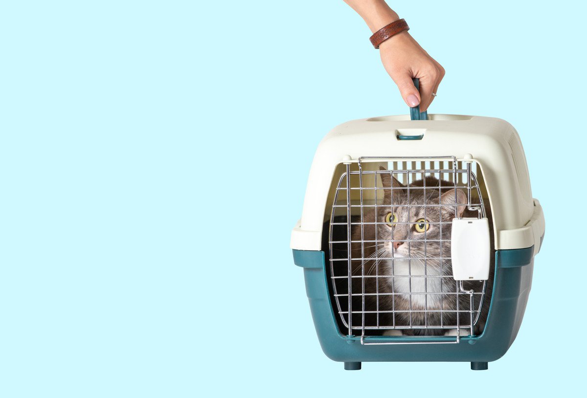 猫にとって『入院』はストレス？負担を軽減する方法や準備すべきこと5つ