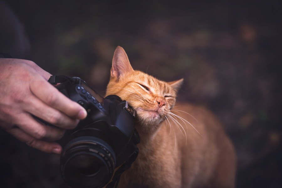 猫がカメラを嫌がる4つの理由