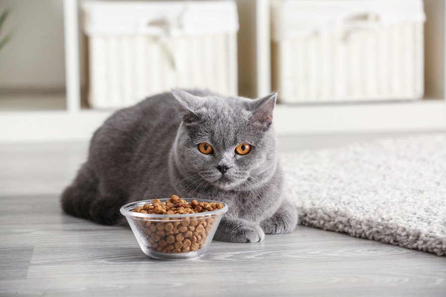 猫の『置き餌』がNGな４つの理由！おすすめの留守番対策とは？