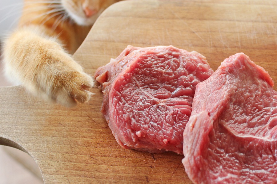 猫にラム肉を食べさせても大丈夫？食べた時の効果やレシピまで