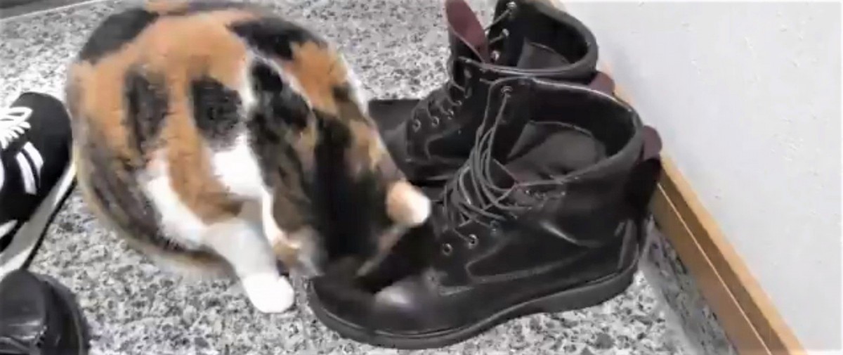お客様の靴にスリスリしちゃう猫さんが可愛すぎるとSNSで人気！