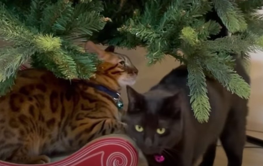 クリスマスツリーの前でデート！大好きな猫さんにアタックする黒猫さん♡