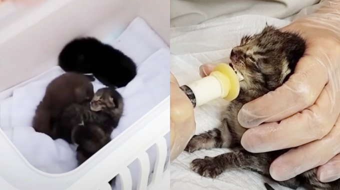 側道に取り残された乳飲み猫たち…保護され懸命に生きる姿に涙