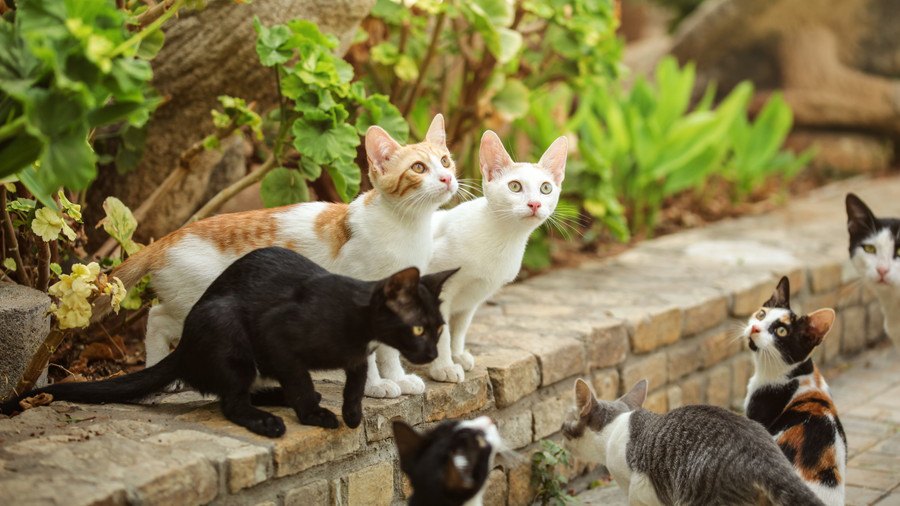 猫の寿命を縮める『外飼い』は避けるべき3つの理由