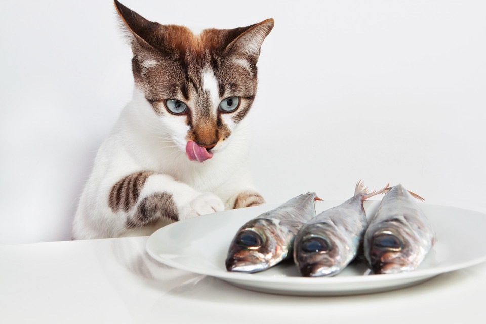 「猫は魚が好き」は日本だけ？！与え方には要注意！