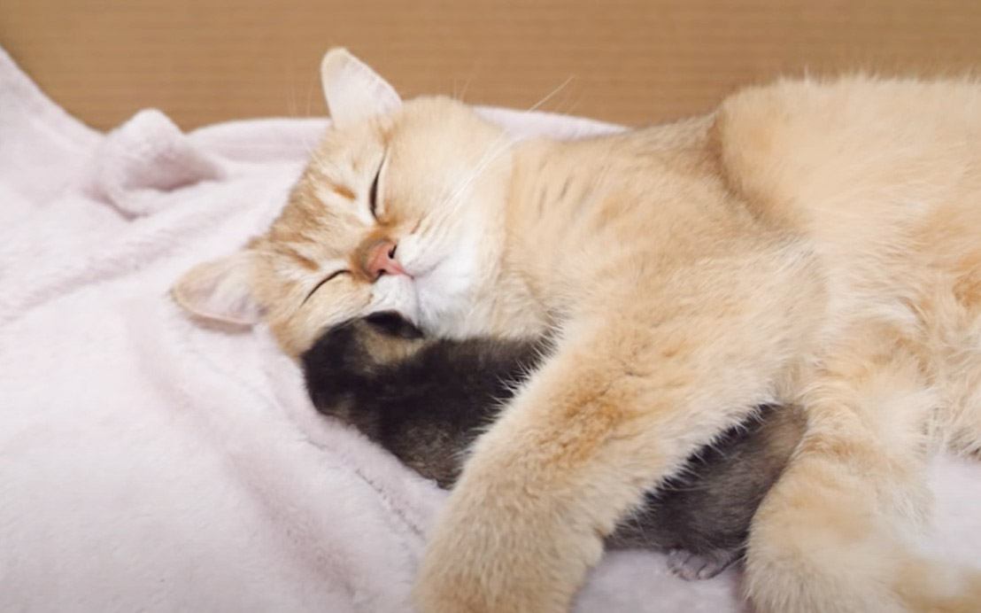 母猫が『睡眠中の子猫』にとった行動…愛情深い光景が幸せすぎると179万再生「最も貴重な瞬間」「これほど純粋なものはない」の声