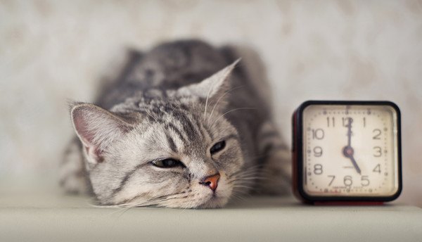 猫にも体内時計ってある？規則正しく活動するヒミツ