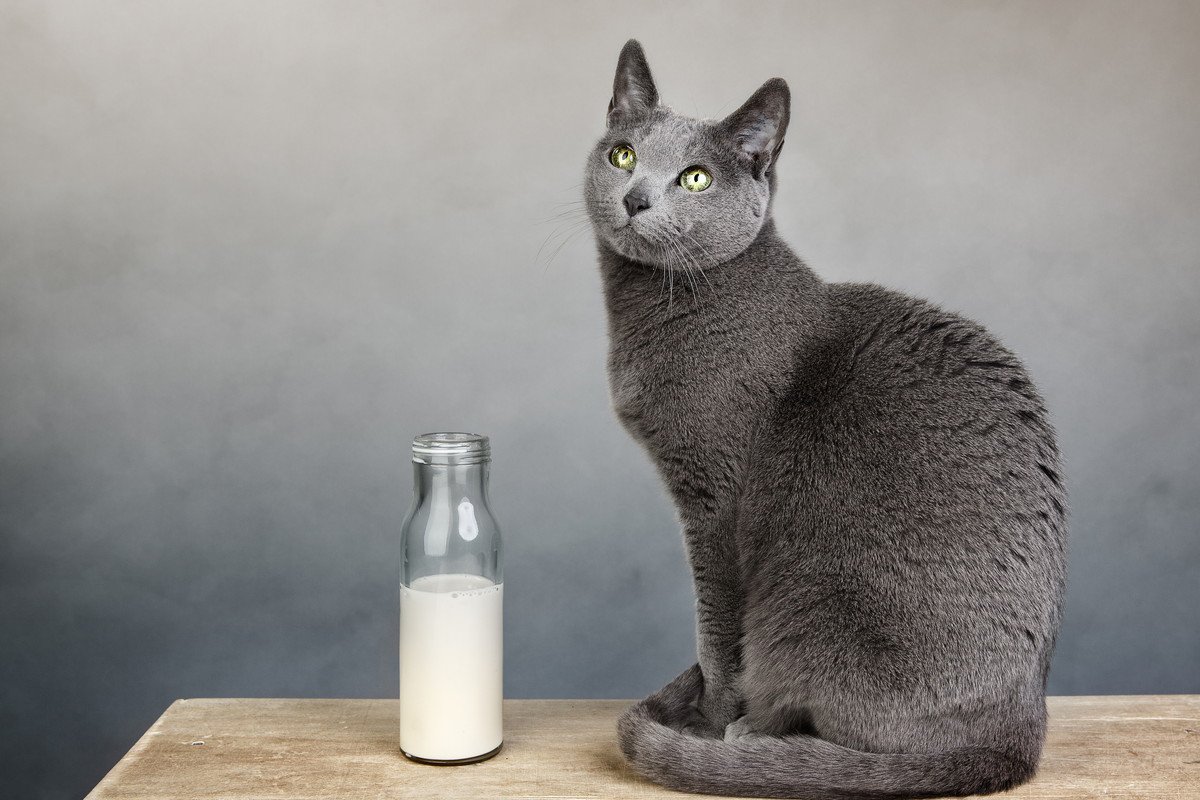 下痢の原因にも…猫に「牛乳」がNGな2つの理由　どうしてもミルクをあげたい場合は？