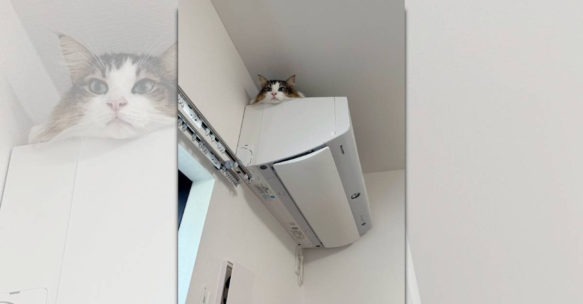 『エアコンから猫生えたｗ』ひょこと顔を出している猫ちゃん「でも、どうやって登ったのかな？」