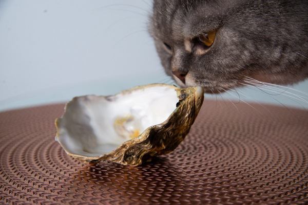 猫は貝を食べても大丈夫？耳が落ちると言われる理由や食べた時の対処法